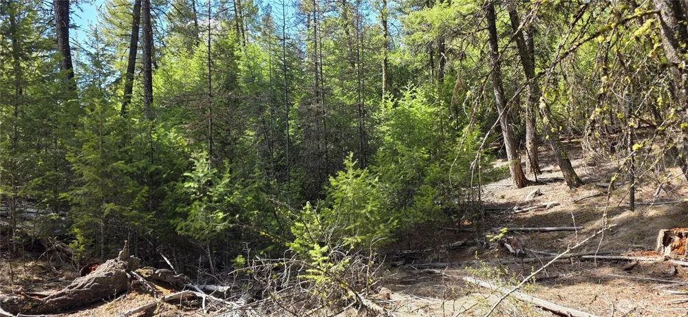 1112 TBD Bandtman Creek Rd Tonasket, WA 98855