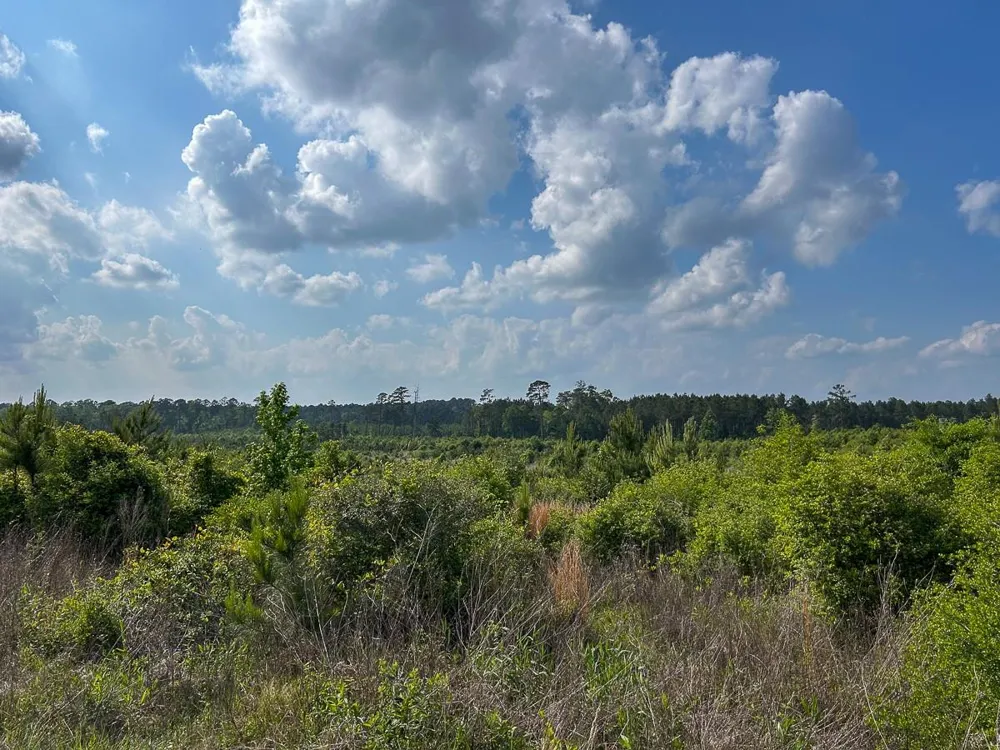 Off Fm 1277 San Augustine, TX 75972