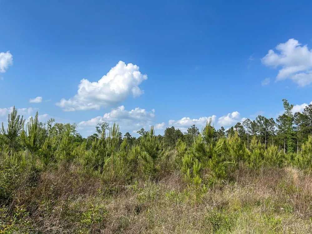 Off Fm 1277 San Augustine, TX 75972
