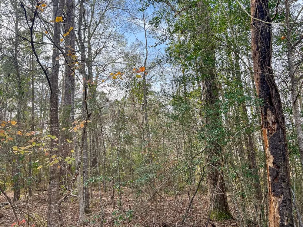 1 Lakeview Road Vidor, TX 77662