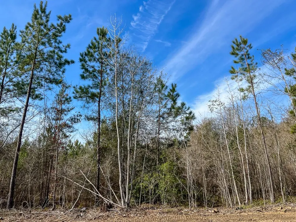 1 Lakeview Road Vidor, TX 77662