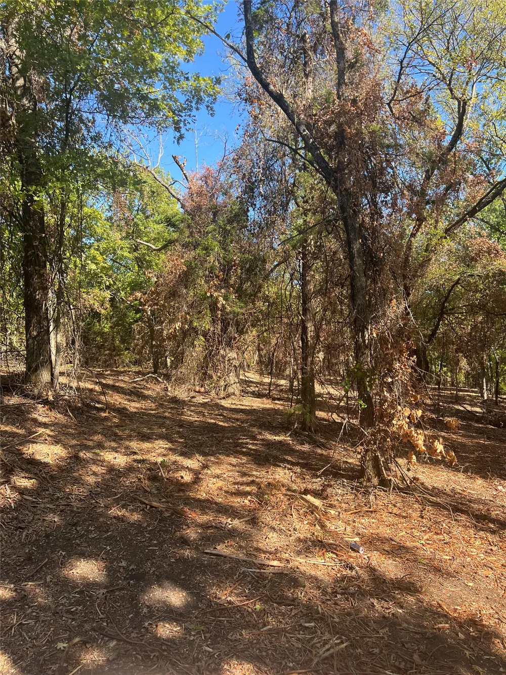 Rochelle Cannon Road Whitewright, TX 75491