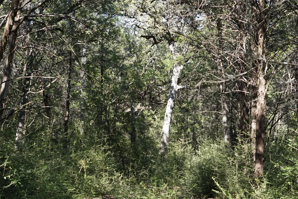 1135 Private Road 7039 Lexington, TX 78947
