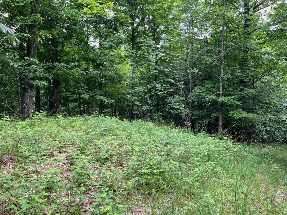 11 W Timber View Trail Empire Township, MI 49630