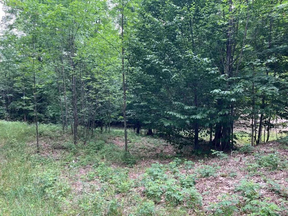 11 W Timber View Trail Empire Township, MI 49630