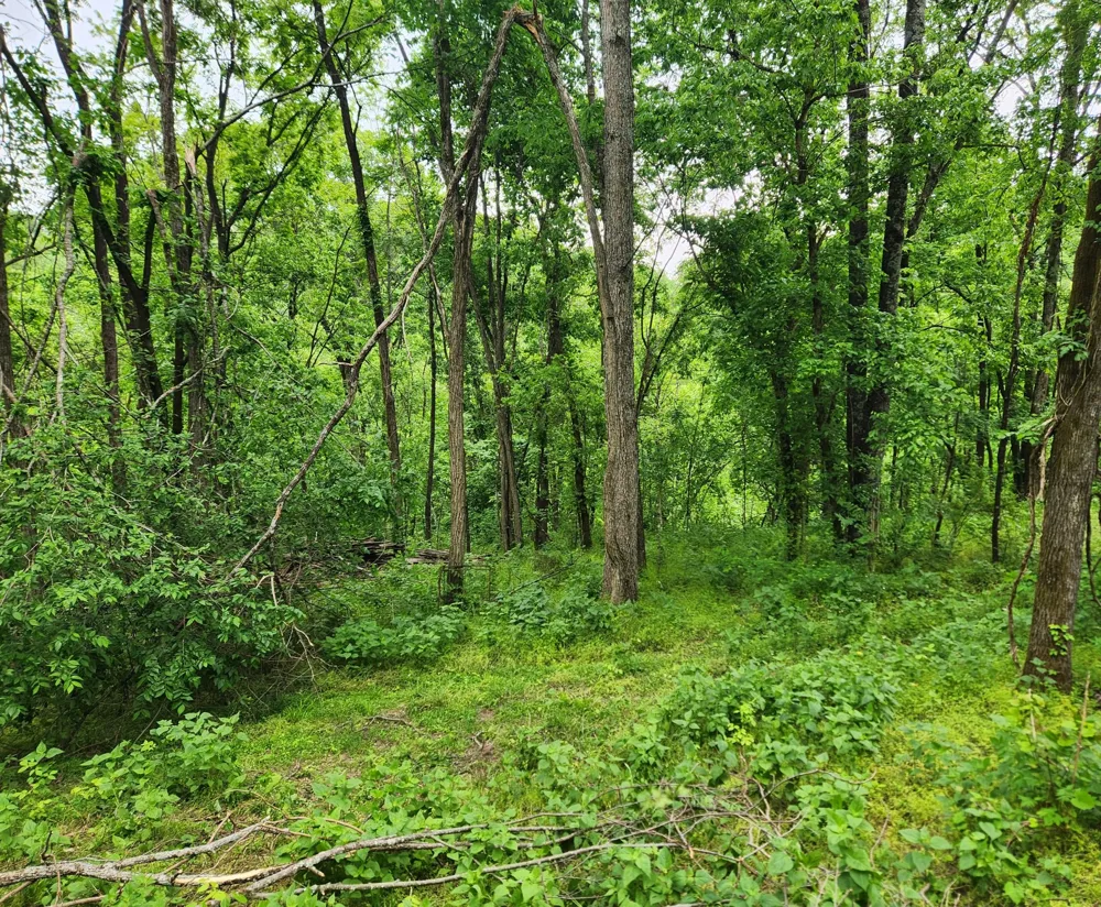 0 Thompson Hill Road Bethpage, TN 37022