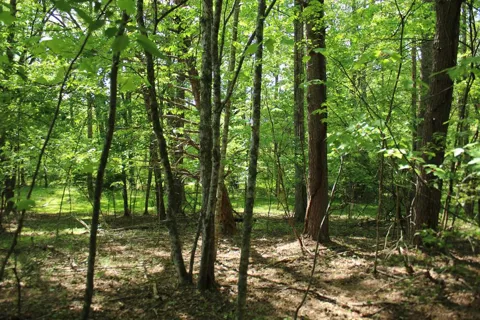 46 Chatuge Lane
