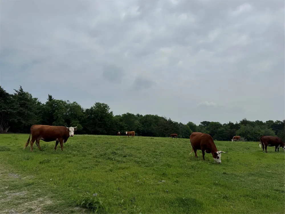 6910 County Road 1218 McKinney, TX 75071