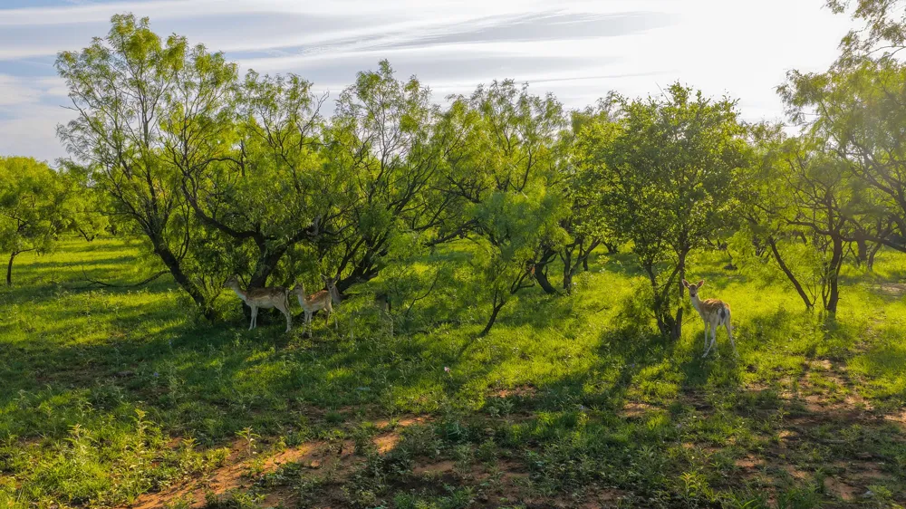 10000 Fm 209 Graham, TX 76450
