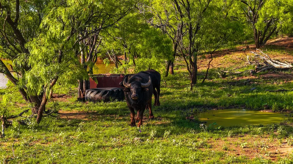 10000 Fm 209 Graham, TX 76450