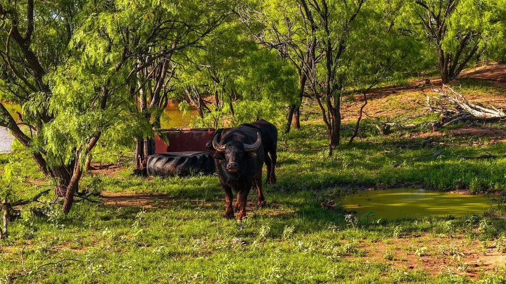 10000 Fm 209 Graham, TX 76450