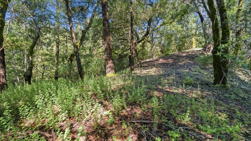 360 Rincon Way Boulder Creek, CA 95006