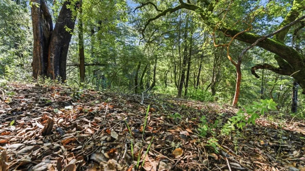 360 Rincon Way Boulder Creek, CA 95006