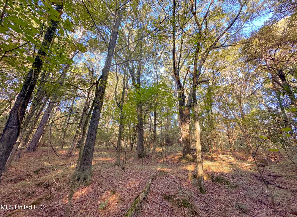 Mount Leopard Road Flora, MS 39071