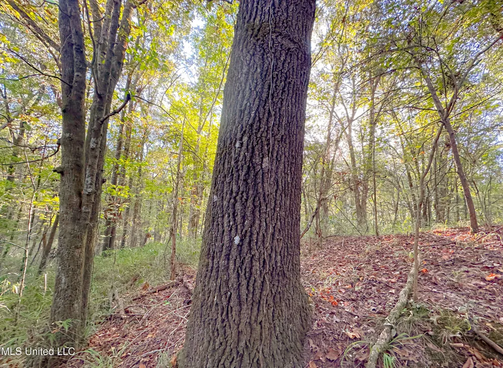Mount Leopard Road Flora, MS 39071