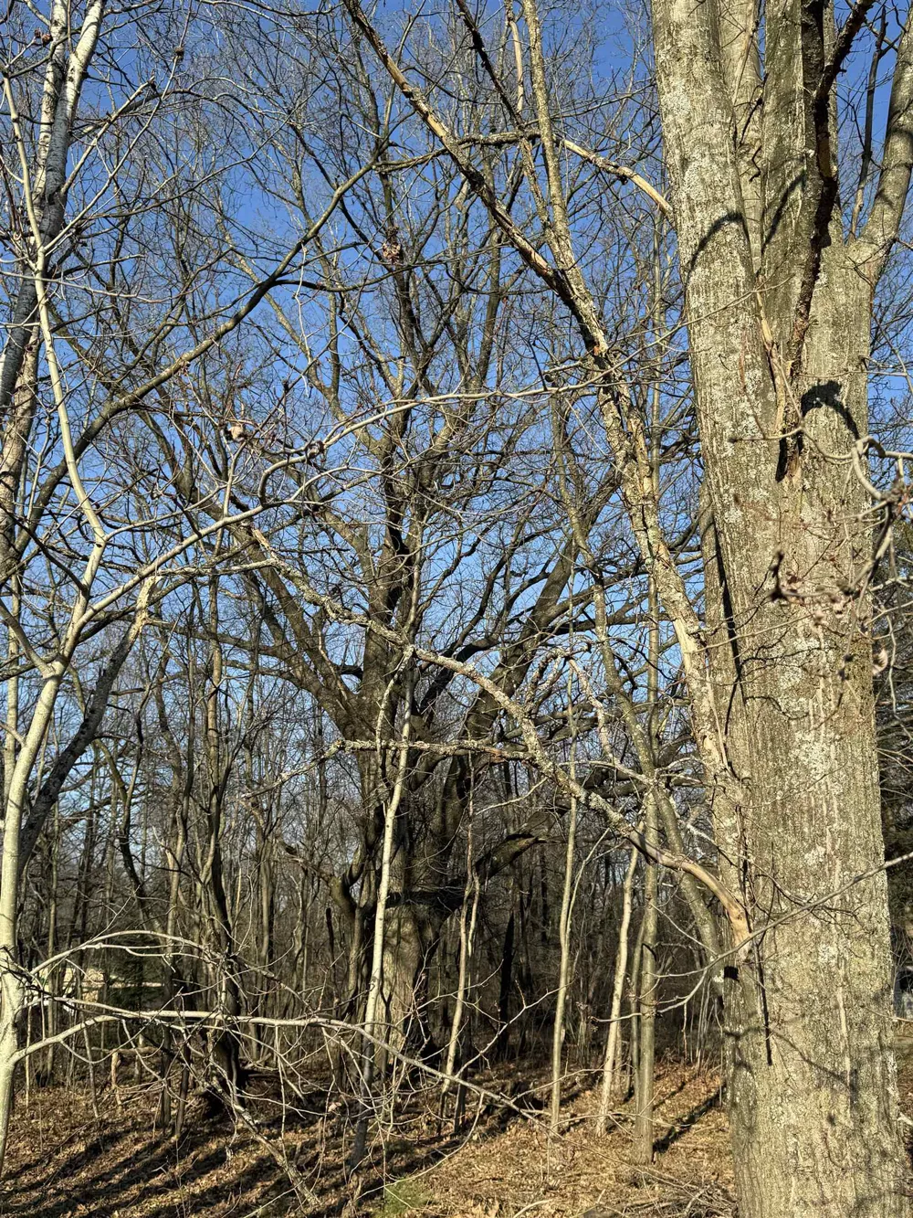 3603 Cecil Road Haring Charter Township, MI 49601