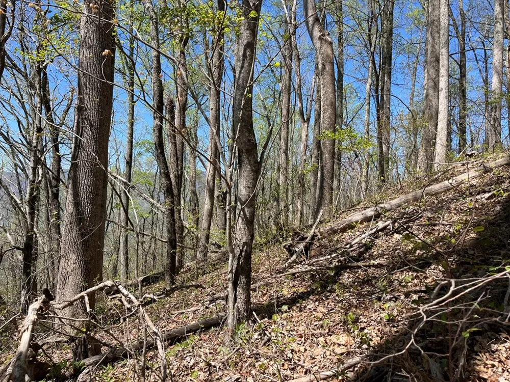 Crackin Chestnut Ln Sylva, NC 28779