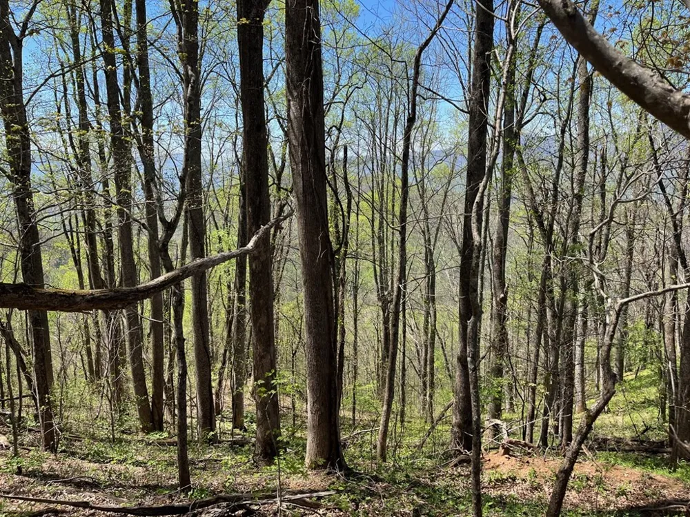 Crackin Chestnut Ln Sylva, NC 28779
