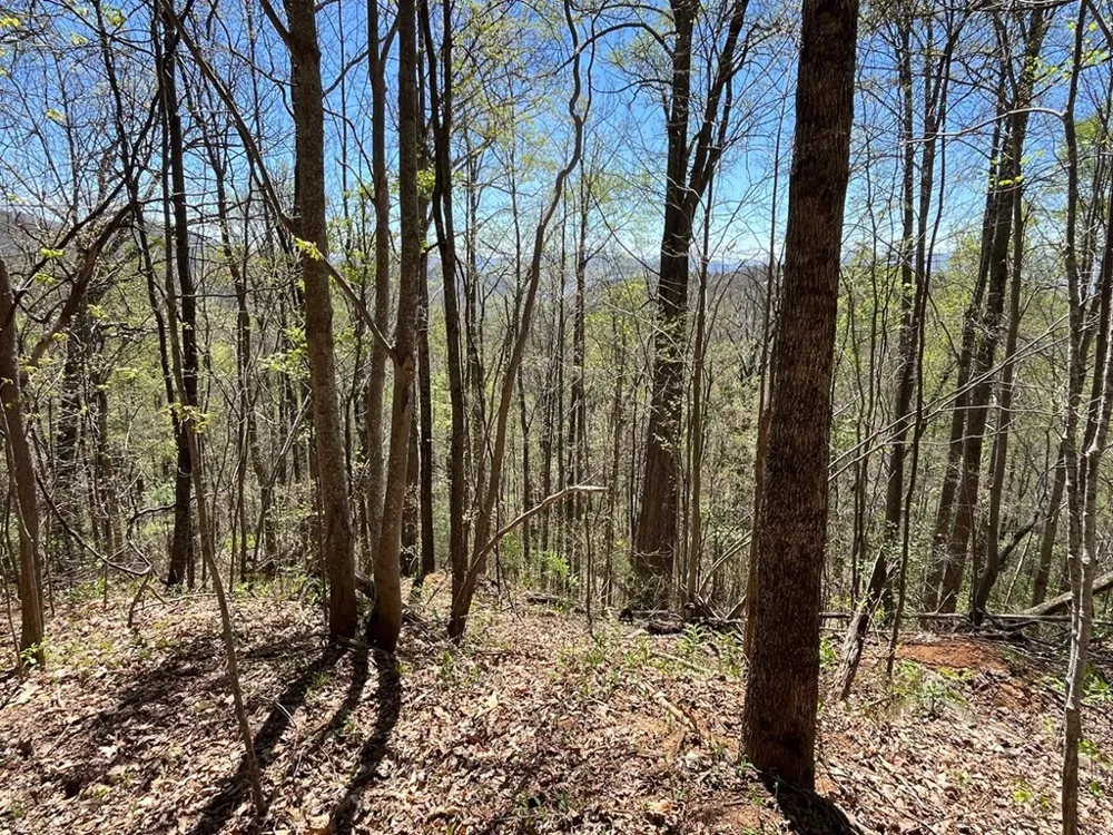 Crackin Chestnut Ln Sylva, NC 28779