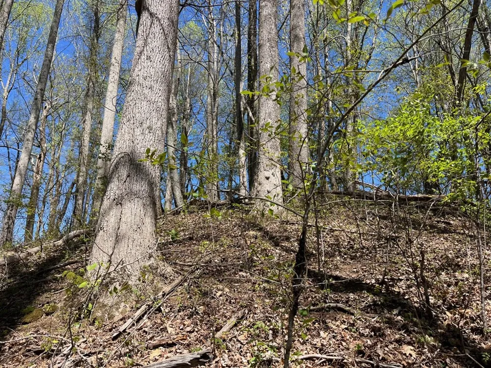 Crackin Chestnut Ln Sylva, NC 28779