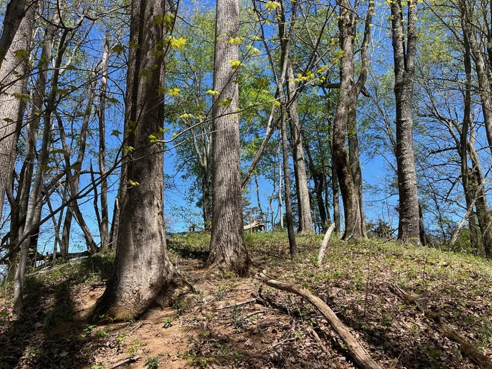 Crackin Chestnut Ln Sylva, NC 28779