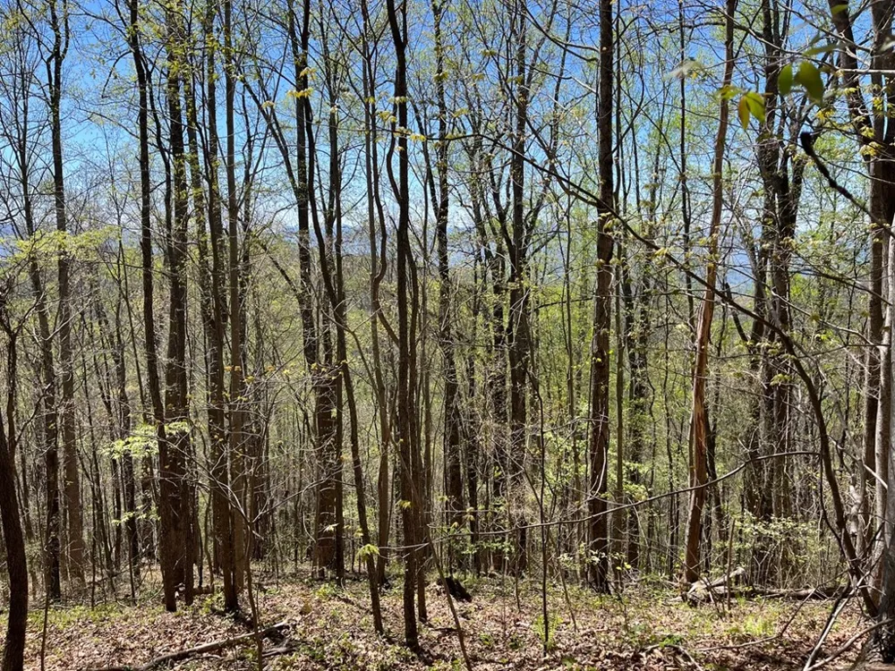 Crackin Chestnut Ln Sylva, NC 28779