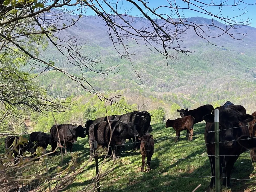 Crackin Chestnut Ln Sylva, NC 28779