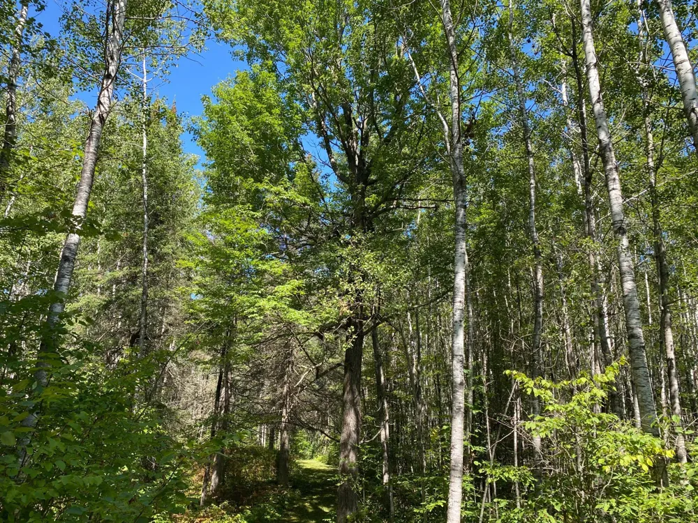 TBD Buck Dr. Bovey, MN 55709