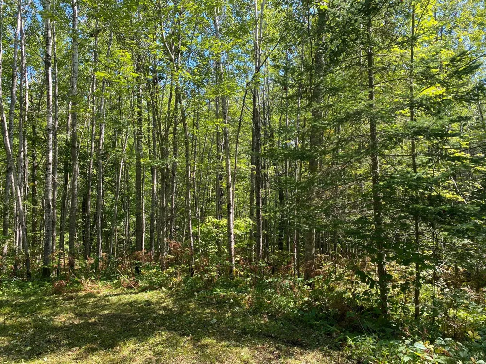 TBD Buck Dr. Bovey, MN 55709