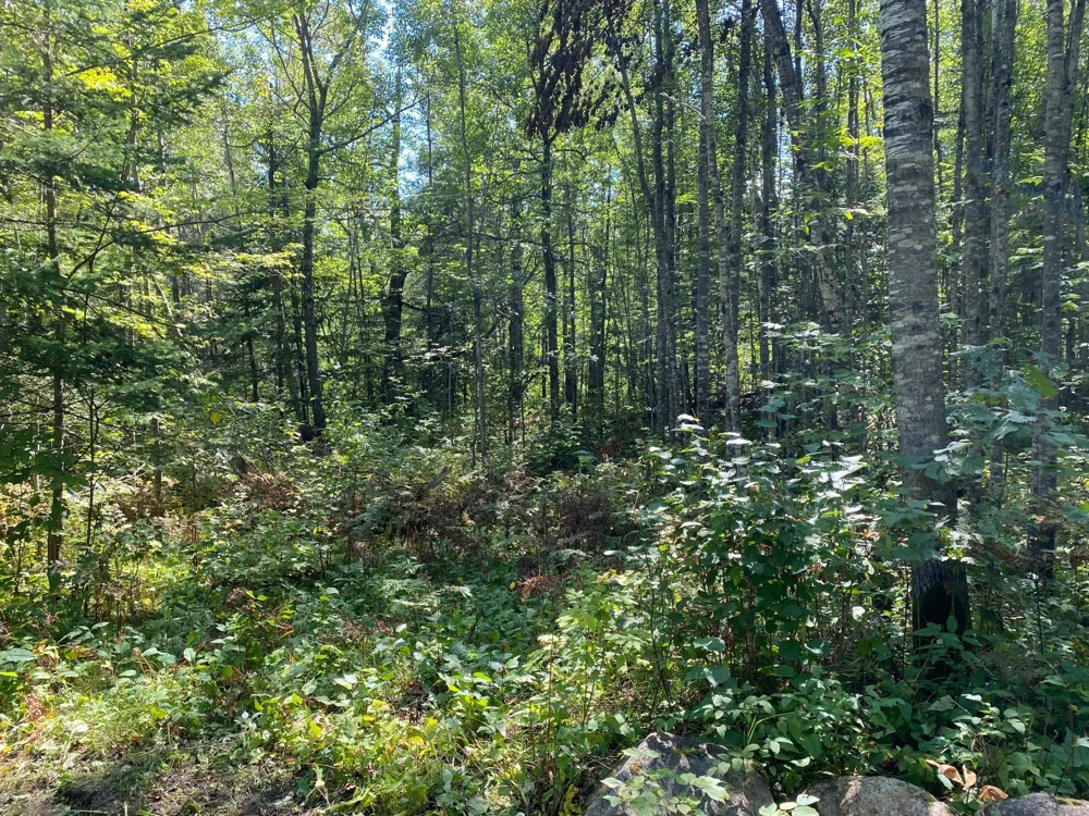 TBD Buck Dr. Bovey, MN 55709