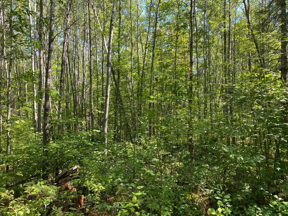 TBD Buck Dr. Bovey, MN 55709
