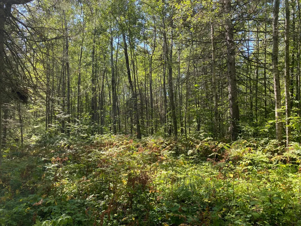 TBD Buck Dr. Bovey, MN 55709