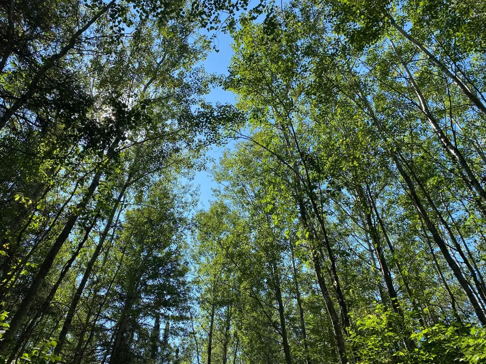 TBD Buck Dr. Bovey, MN 55709