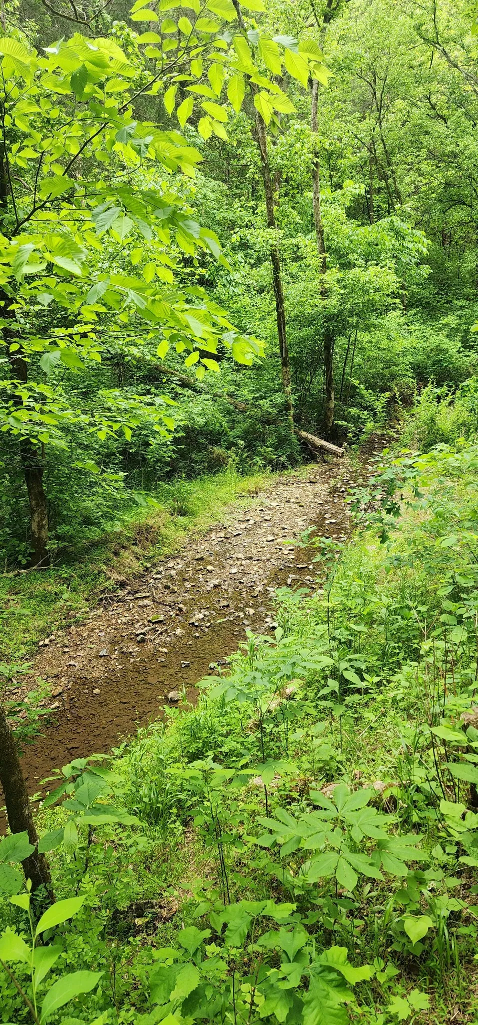 8350 Old Mill Hill Rd Dowelltown, TN 37059
