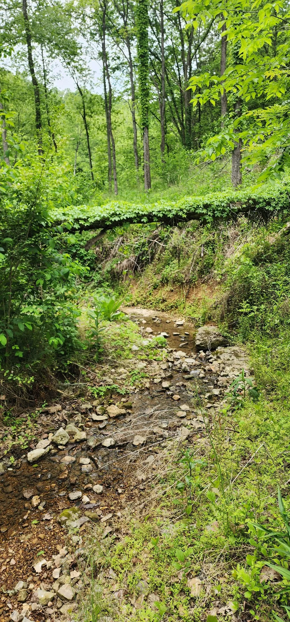 8350 Old Mill Hill Rd Dowelltown, TN 37059