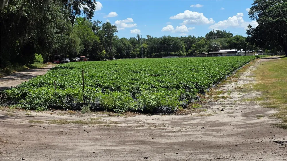 GALLAGHER ROAD Dover, FL 33527