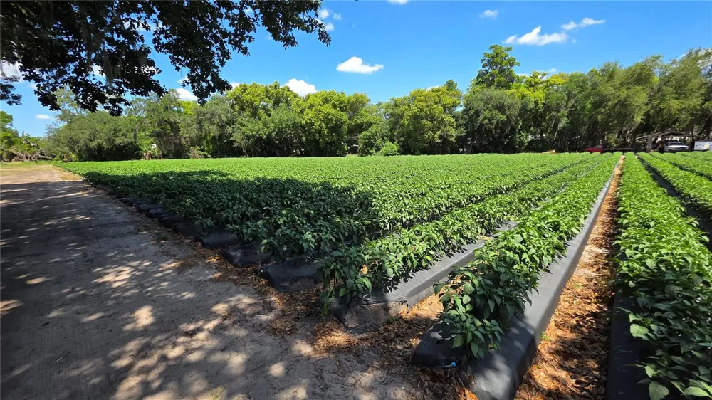 GALLAGHER ROAD Dover, FL 33527
