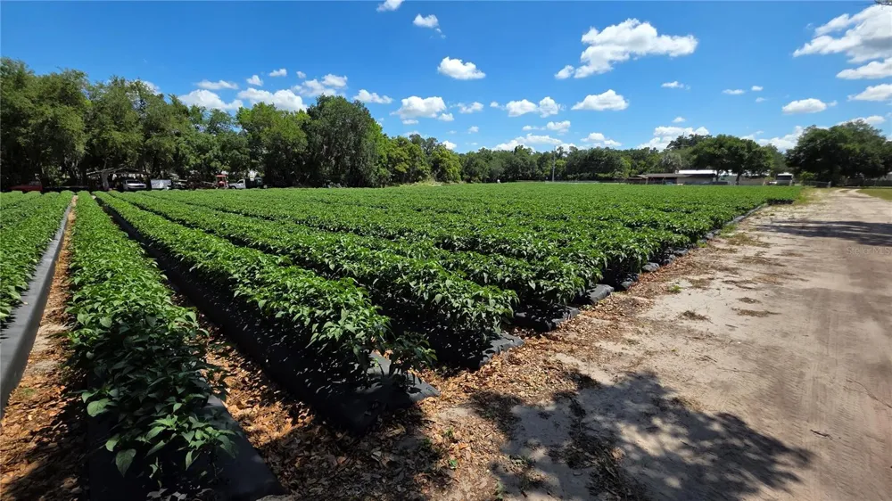 GALLAGHER ROAD Dover, FL 33527