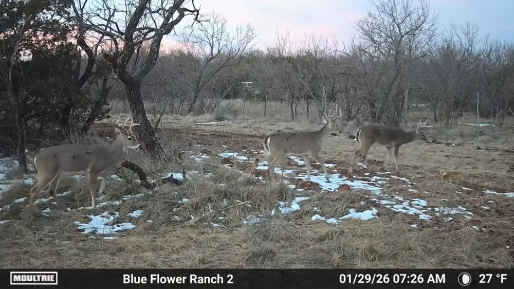 204 CR 180 Ovalo, TX 79541