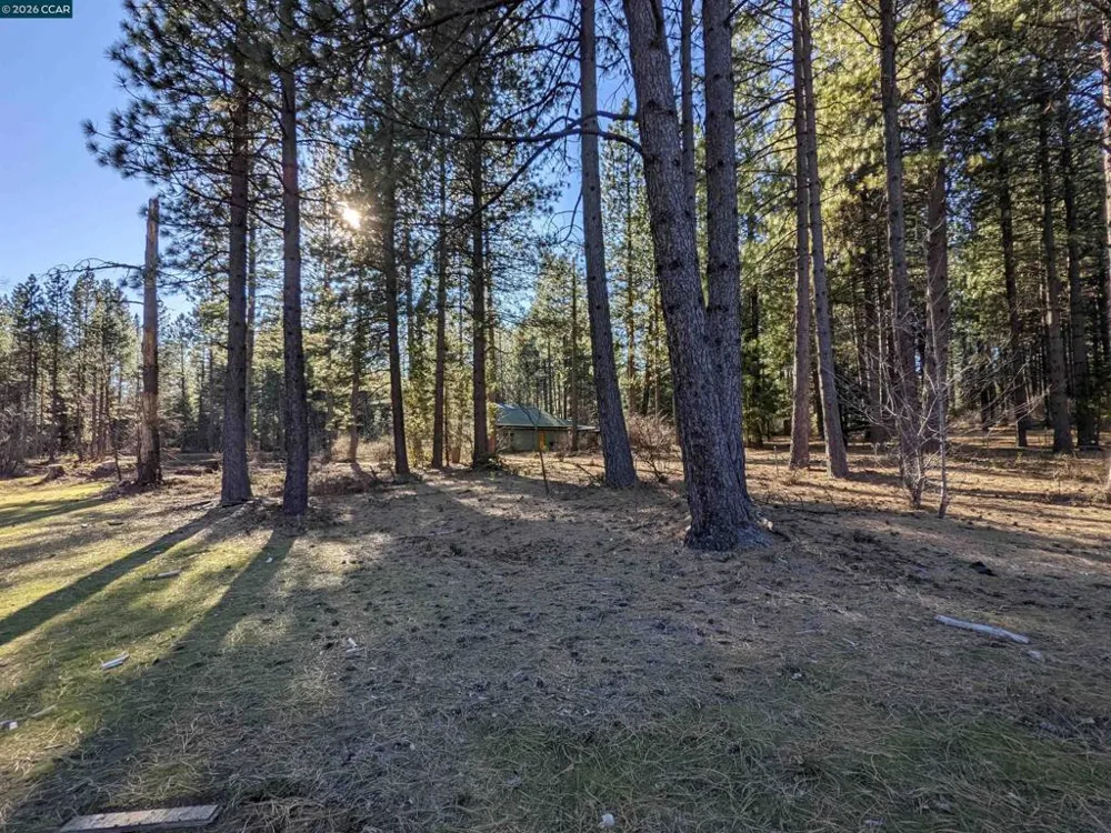 31874 State Highway 44 Shingletown, CA 96088