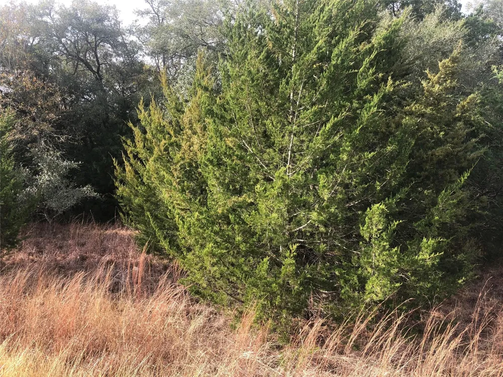 Sierra Road Brenham, TX 77833