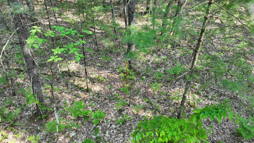 Benson Rd / Frd 5259 Free Soil, MI 49411