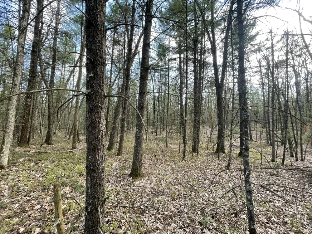 Benson Rd / Frd 5259 Free Soil, MI 49411