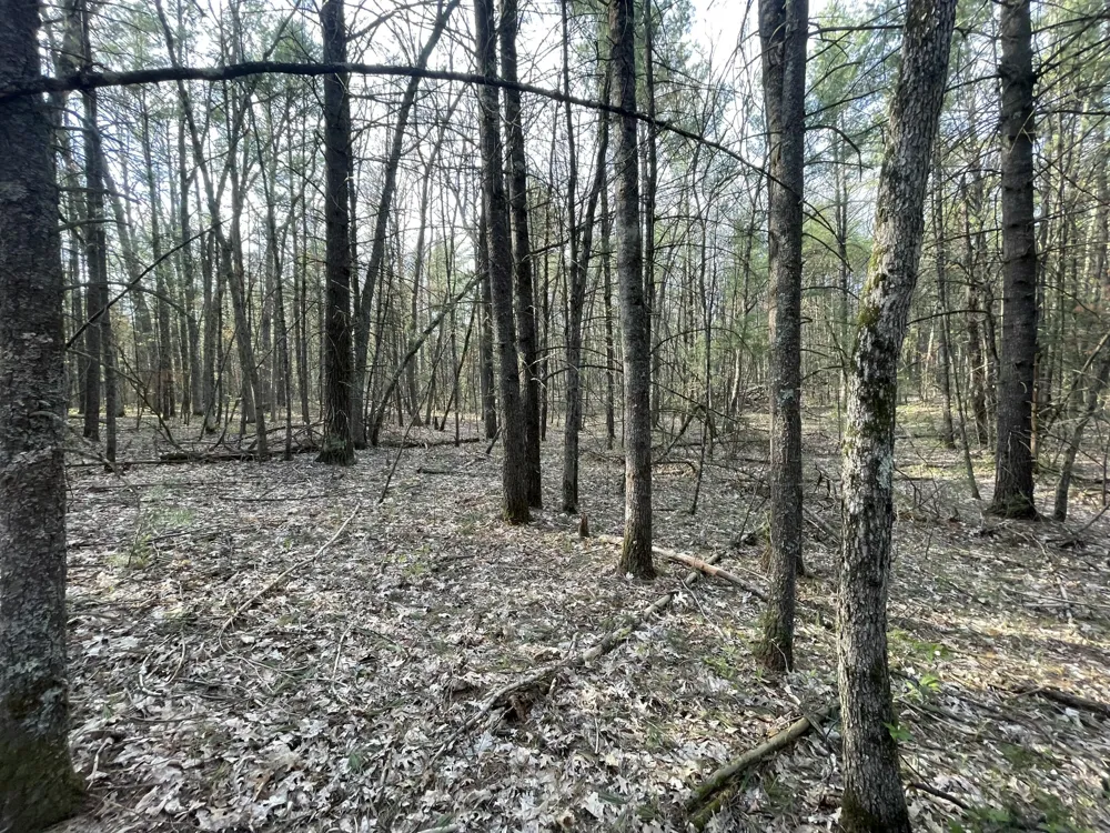 Benson Rd / Frd 5259 Free Soil, MI 49411