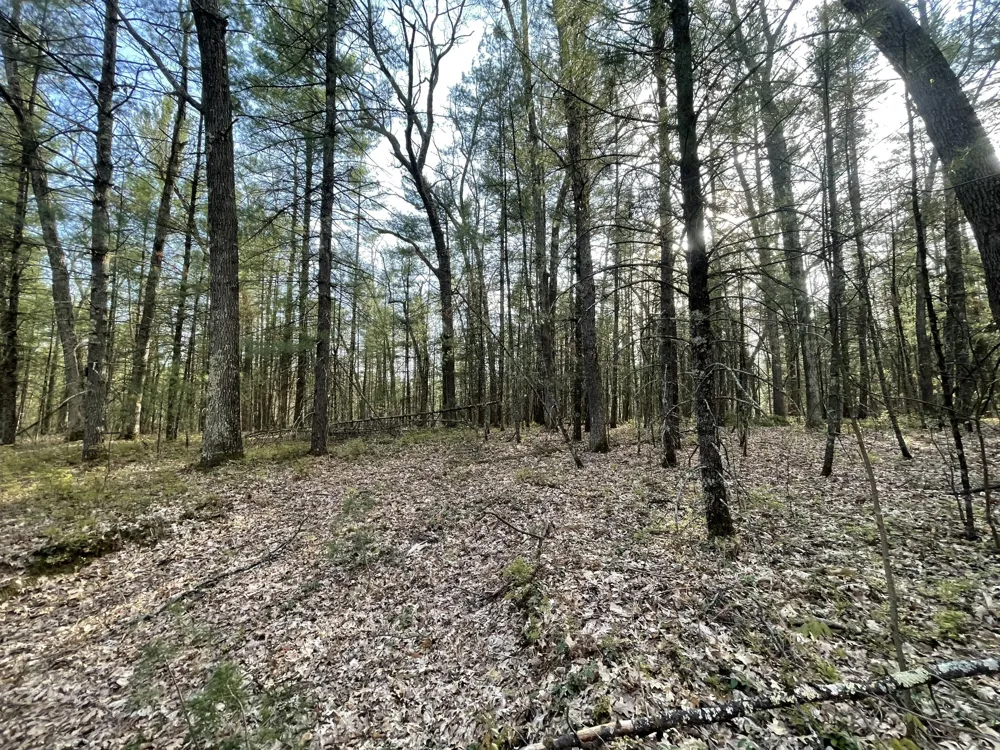 Benson Rd / Frd 5259 Free Soil, MI 49411