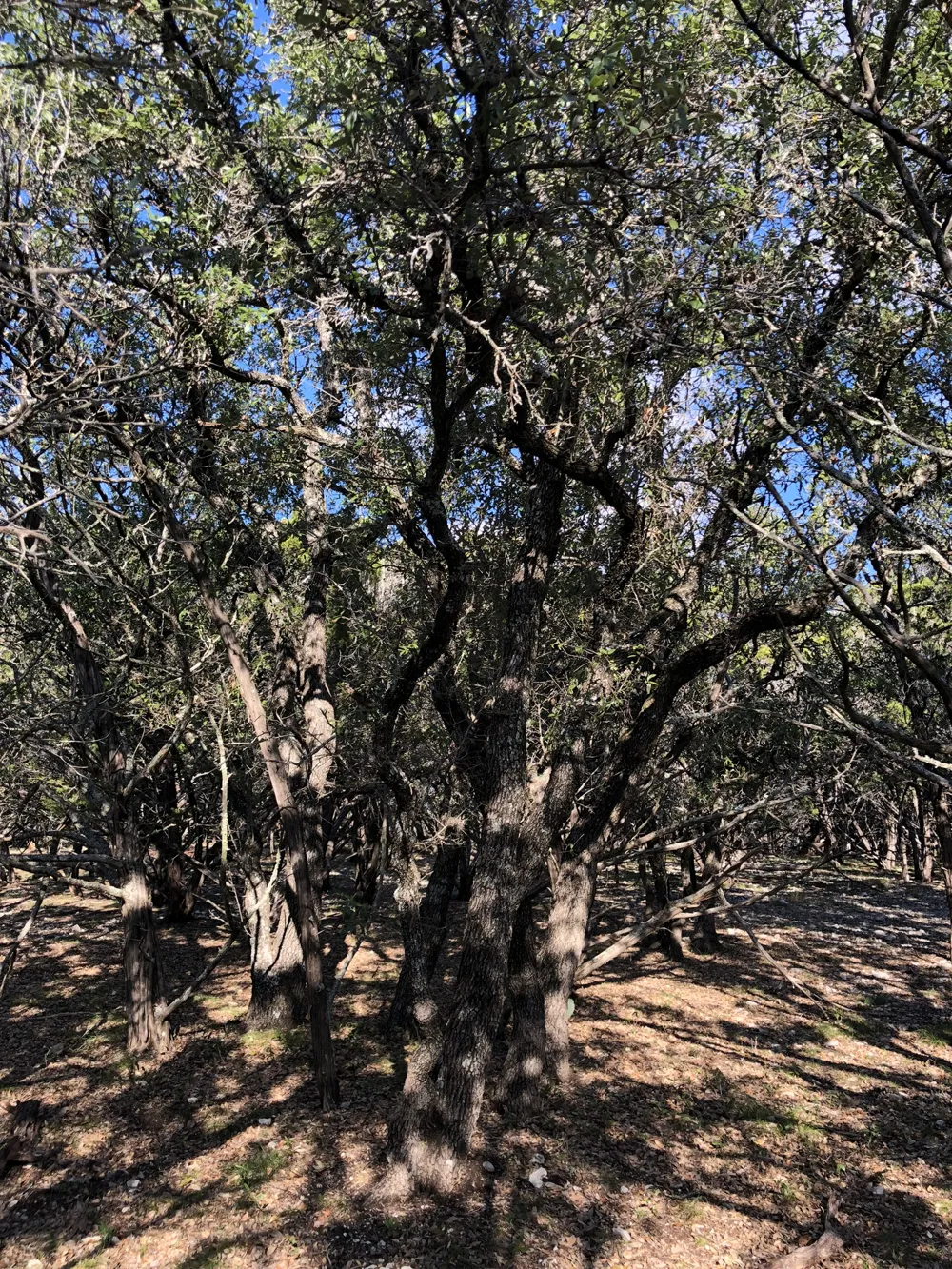 162 Addax Court Lampasas, TX 76550