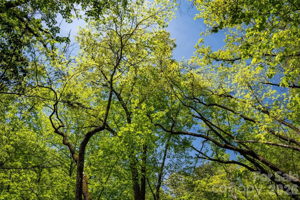 TBD Springhouse Trail #L15 Brevard, NC 28712
