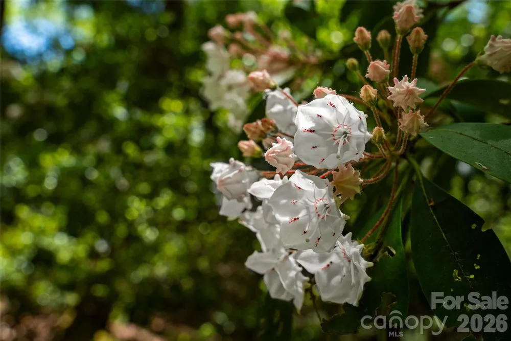 TBD Springhouse Trail #L15 Brevard, NC 28712
