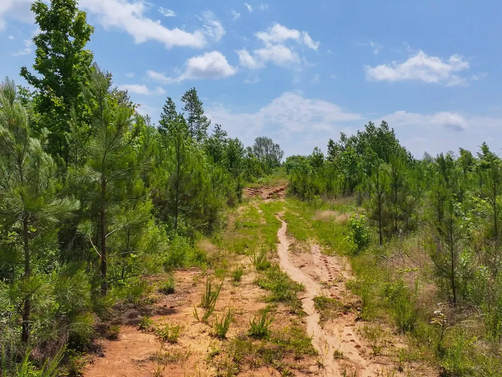 0 Hwy 22A S Enville, TN 38332