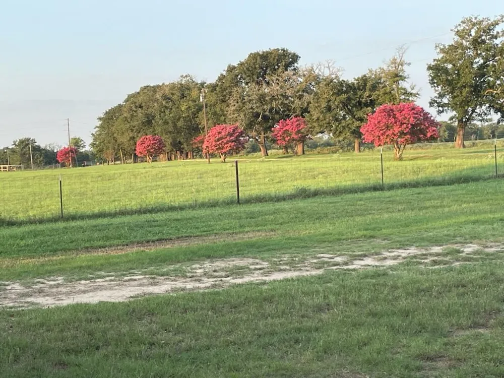 913 CR 237 Cameron, TX 76520